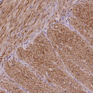 Anti-PTGER3 antibody produced in rabbit 