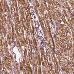 Anti-PTGES2 antibody produced in rabbit HPA020733-100UL