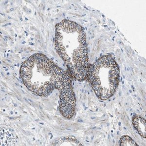 Anti-PTGFRN antibody produced in rabbit 
