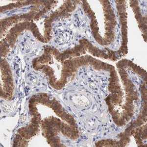 Anti-PTGR2 antibody produced in rabbit 