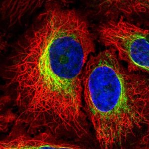 Anti-PTPN18 antibody produced in rabbit 