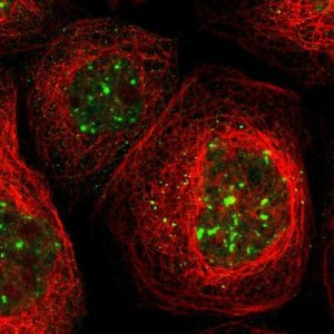 Anti-PTPN23 antibody produced in rabbit 