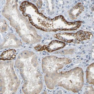 Anti-PTPN4 antibody produced in rabbit HPA019351-100UL
