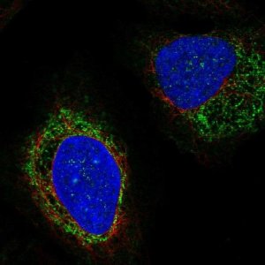 Anti-PTPN5 antibody produced in rabbit 