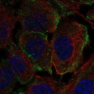 Anti-PTPRB antibody produced in rabbit 