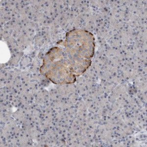 Anti-PTPRN2 antibody produced in rabbit 