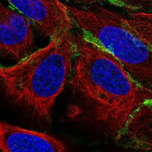 Anti-PTPRR antibody produced in rabbit 