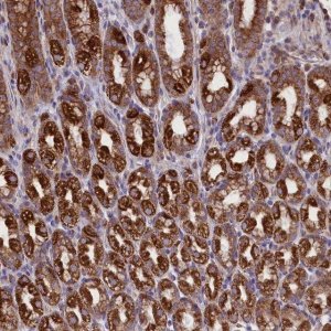 Anti-PTPRU antibody produced in rabbit 