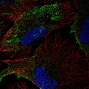 Anti-PTRF antibody produced in rabbit 