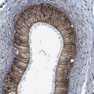 Anti-PTRH2 antibody produced in rabbit 