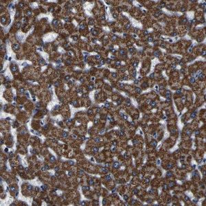 Anti-PTRH2 antibody produced in rabbit 