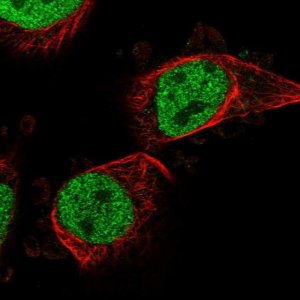 Anti-PTRHD1 antibody produced in rabbit 
