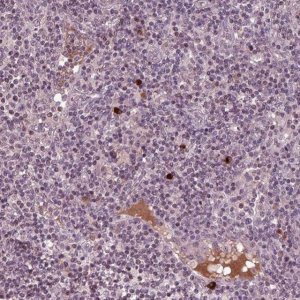 Anti-PTX4 antibody produced in rabbit 