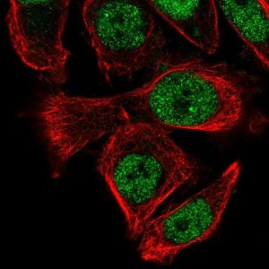 Anti-PUS3 antibody produced in rabbit 