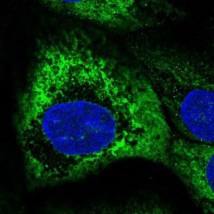 Anti-PVRIG antibody produced in rabbit 