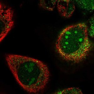 Anti-PWP2 antibody produced in rabbit HPA024573-100UL