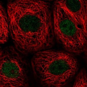 Anti-PWWP2B antibody produced in rabbit 