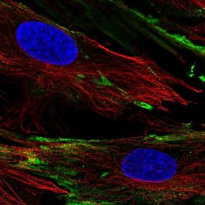 Anti-PXDC1 antibody produced in rabbit 