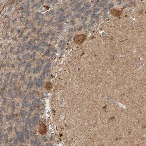 Anti-PXK antibody produced in rabbit 
