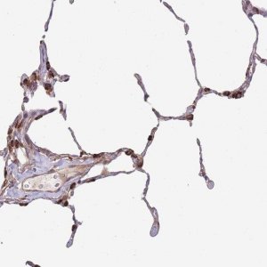 Anti-PXMP4 antibody produced in rabbit 