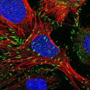 Anti-PXN antibody produced in rabbit 