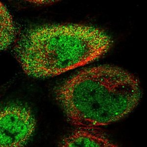 Anti-PYGO1 antibody produced in rabbit 