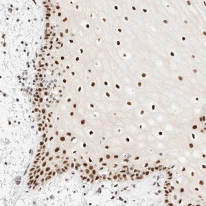 Anti-PYGO2 antibody produced in rabbit 