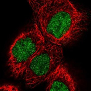 Anti-PYGO2 antibody produced in rabbit 
