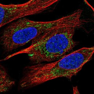 Anti-PYROXD2 antibody produced in rabbit 