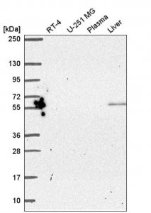Anti-PYROXD2 antibody produced in rabbit 