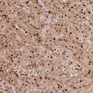 Anti-PYURF antibody produced in rabbit HPA036455-100UL