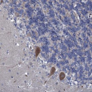 Anti-QPCTL antibody produced in rabbit 