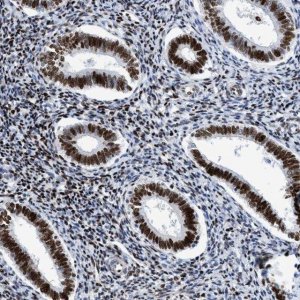 Anti-R3HCC1 antibody produced in rabbit 