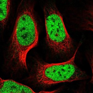 Anti-R3HCC1L antibody produced in rabbit 
