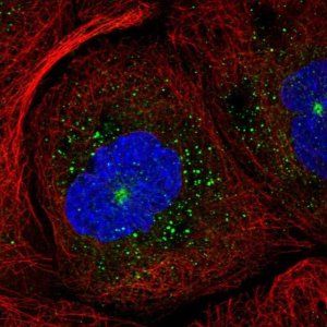 Anti-RAB11B antibody produced in rabbit 