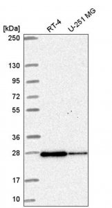 Anti-RAB11B antibody produced in rabbit 