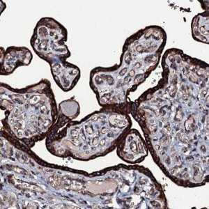 Anti-RAB12 antibody produced in rabbit 