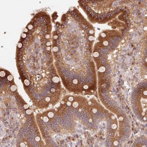 Anti-RAB1A antibody produced in rabbit 