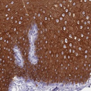 Anti-RAB2B antibody produced in rabbit 