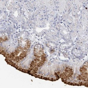 Anti-RAB33B antibody produced in rabbit 