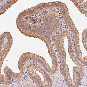 Anti-RAB35 antibody produced in rabbit 