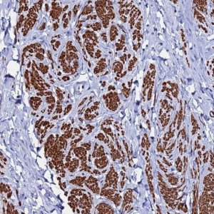 Anti-RAB39A antibody produced in rabbit 