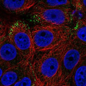 Anti-RAB3D antibody produced in rabbit 