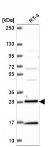 Anti-RAB3D antibody produced in rabbit 
