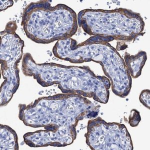 Anti-RAB3IP antibody produced in rabbit 