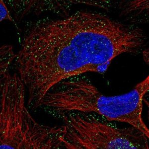 Anti-RAB5C antibody produced in rabbit 