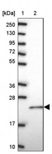 Anti-RAC1 antibody produced in rabbit 