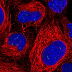 Anti-RAE1 antibody produced in rabbit 