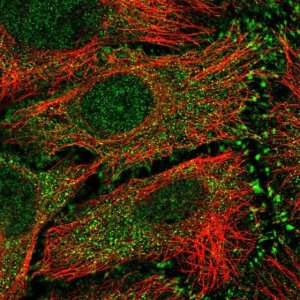 Anti-RAET1E antibody produced in rabbit 