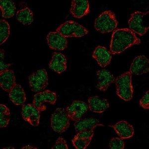Anti-RAG2 antibody produced in rabbit 